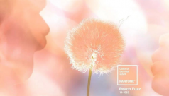 Pantone 2024’nin Rengini Belirledi: Peach Fuzz (Şeftali tüyü)